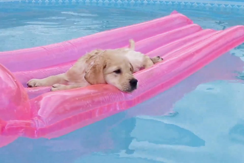 Watch This Puppy Float Into The End of Summer