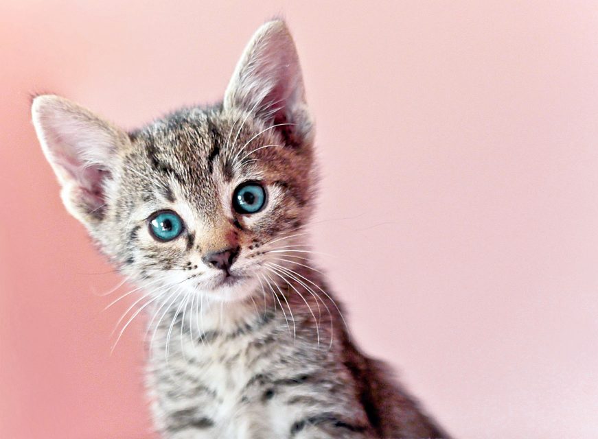 Quiz: We Can Guess if You’re a Cat Person or a Dog Person With These 9 Questions