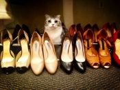 Kitten Heels